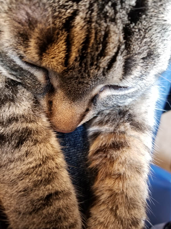 Tipper the cat sleeping on my lap